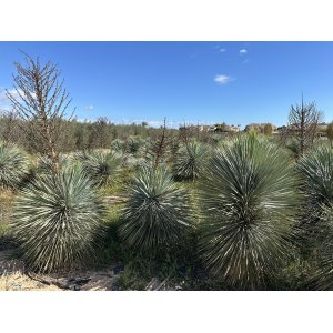 Yucca Rostrata - výška 20-30 cm, Ø 30cm, kont. C8L (-22°C)